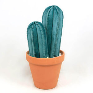 Planta de tela cactus SAN PEDRO MEDIANO de tela